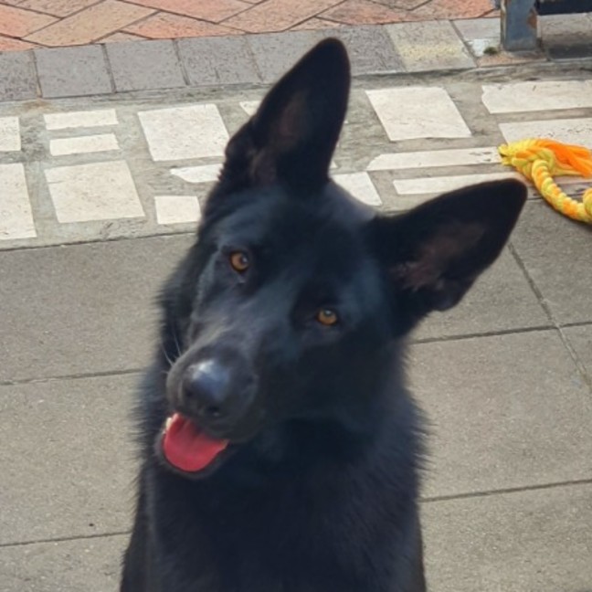 Photo of Luna
