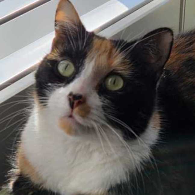 Photo of Lily