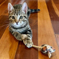 Photo of Mabel **2nd Chance Cat Rescue**