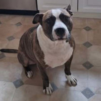 Photo of Bernie *Urgent Foster Carer Needed*