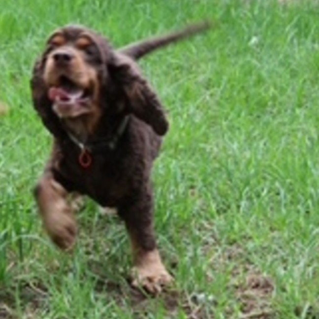 Photo of Dusty & Misty