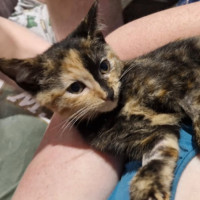 Photo of Nova 🐱🦄