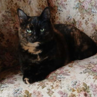 Photo of Josie 