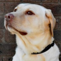 Photo of Bairav