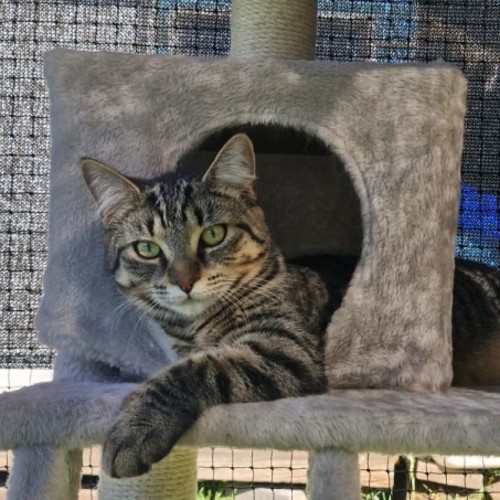 Billy Boss - Domestic Short Hair (DSH) x Ragdoll Cat