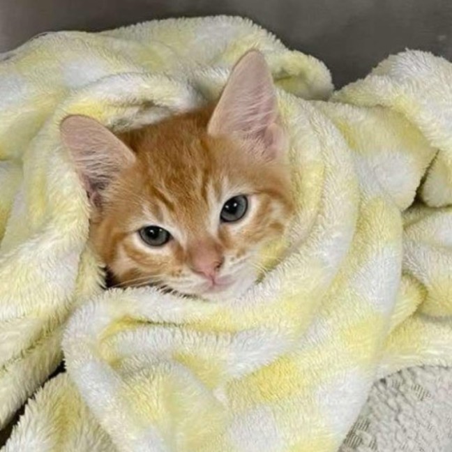 Photo of Crumpet   Located In Ashburton