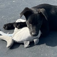 Photo of Trixie 🐶🦄