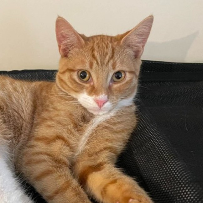 Photo of Chilli