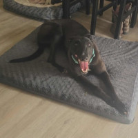 Photo of Bentley The Greyhound