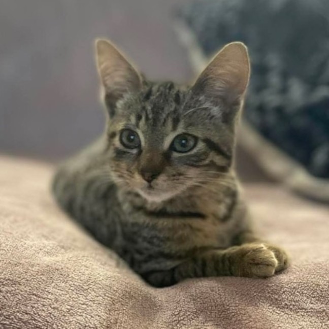 Photo of Tinkerbell