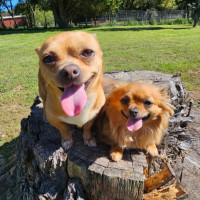 Photo of Gypsy And Marley