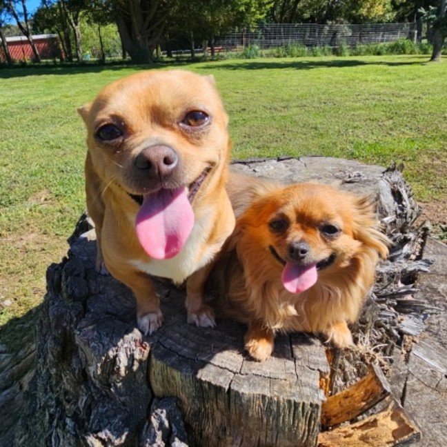 Photo of Gypsy And Marley