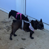 Photo of Stella 