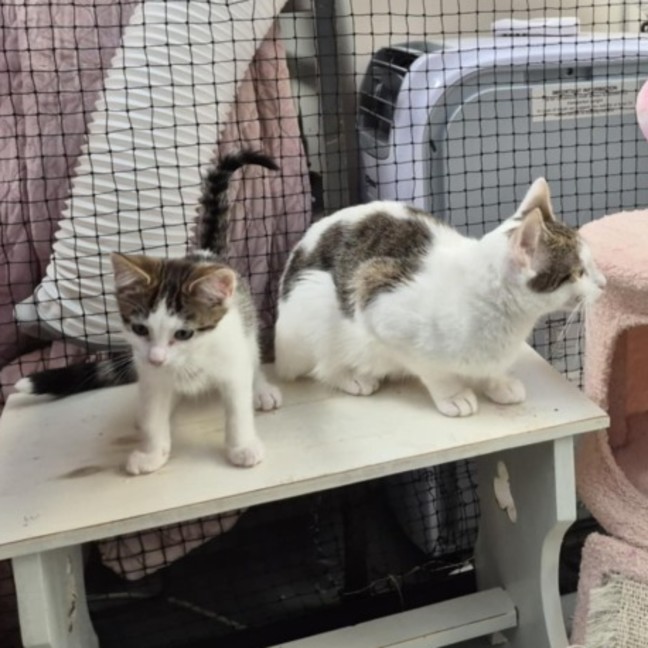 Photo of Rasha **2nd Chance Cat Rescue**