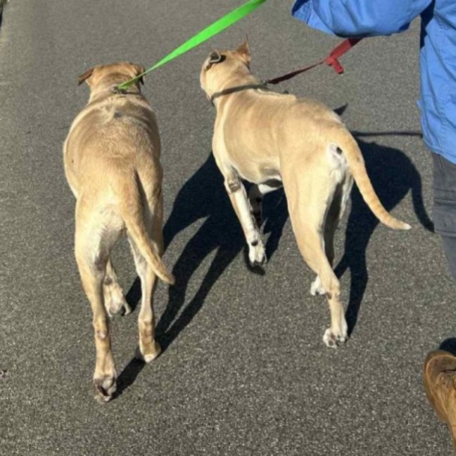 Photo of Cognac And Teddy