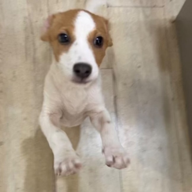 Photo of Spots