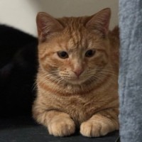 Photo of Bleu ** 2nd Chance Cat Rescue**