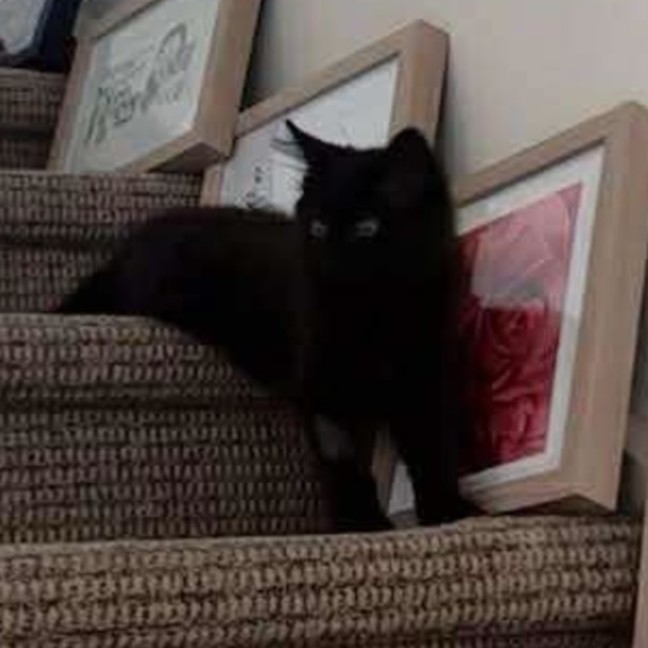 Photo of Bert & Ernie   In Foster In Wantirna Sth