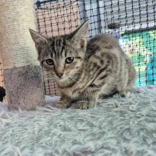 Photo of Pita ** 2nd Chance Cat Rescue** 