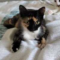 Photo of Callie