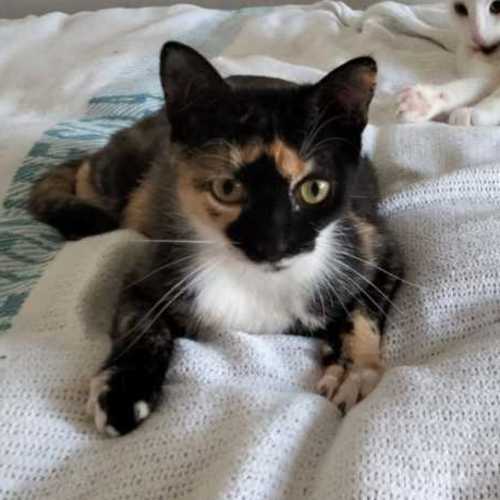 Callie - Domestic Short Hair (DSH) Cat