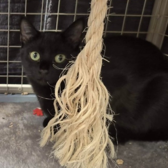 Photo of Ebba ** 2nd Chance Cat Rescue **