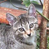Photo of Sirius
