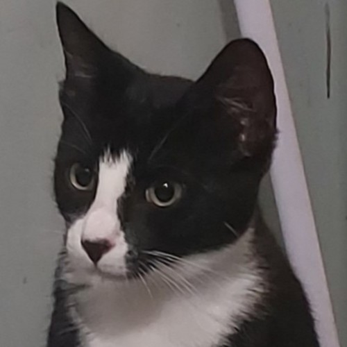 Kayden - Domestic Short Hair (DSH) Cat