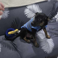 Photo of Rascal
