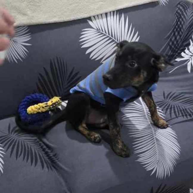 Photo of Rascal