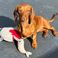 Photo of Lolah 🌞🎾🌹