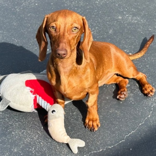 Photo of Lolah 🌞🎾🌹