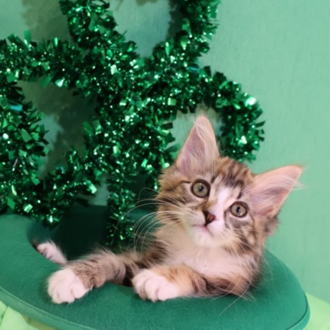 Photo of Gir