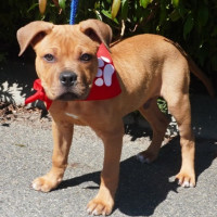 Photo of Scout