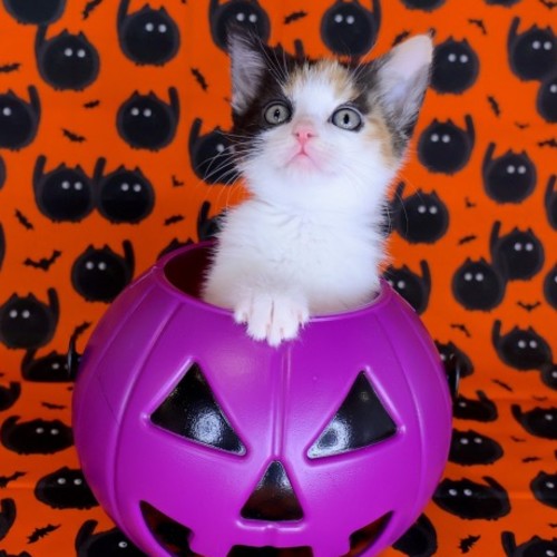 Glitch - Domestic Short Hair (DSH) Cat