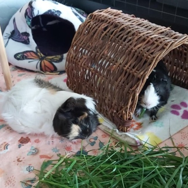 Photo of 🐹Lavender & Marigold🐹 (Located In Mitcham)