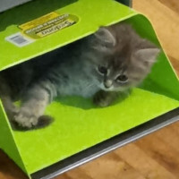 Photo of Lady Grey