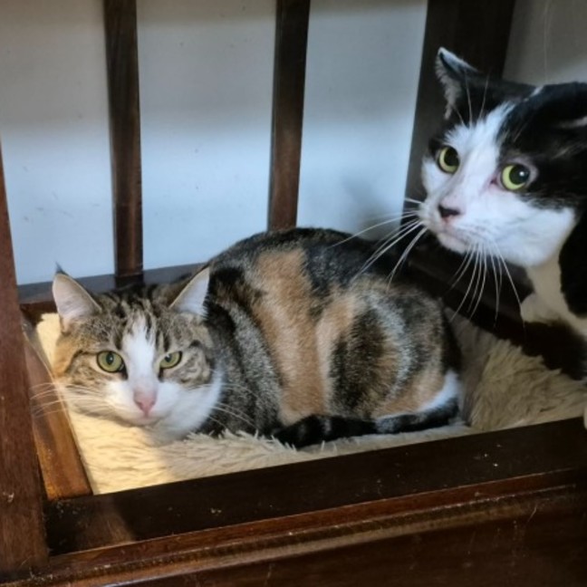 Photo of Honey Bunny ** 2nd Chance Cat Rescue **