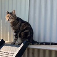 Photo of Jagger   Can Transport To You 