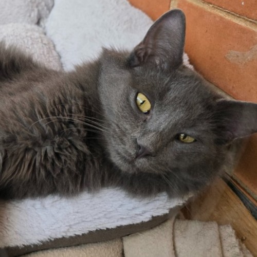 Ragnar - Domestic Medium Hair (DMH) Cat