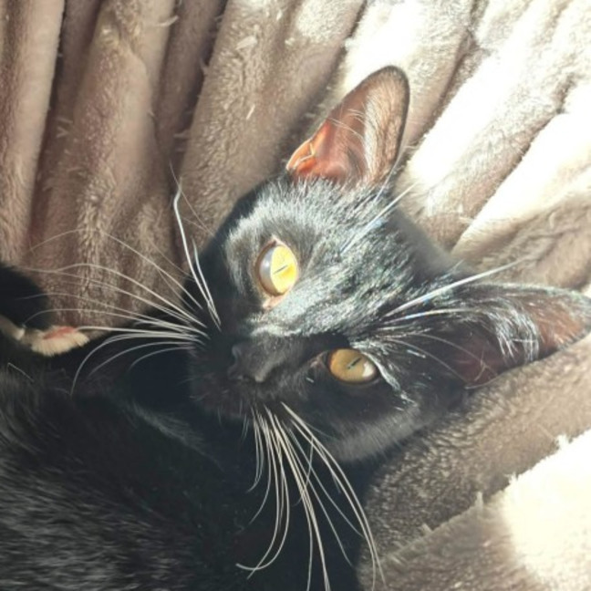 Photo of Nevie