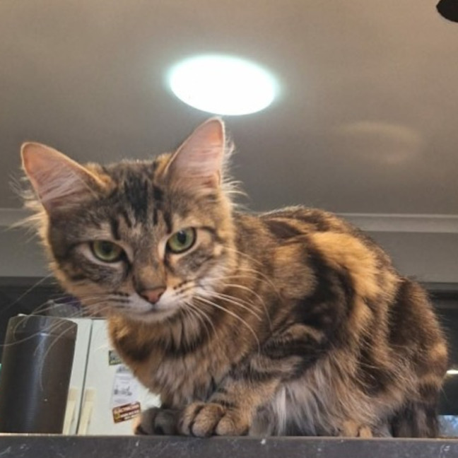 Photo of Milo (Located In Werribee)