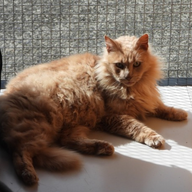 Photo of Ginger Megs