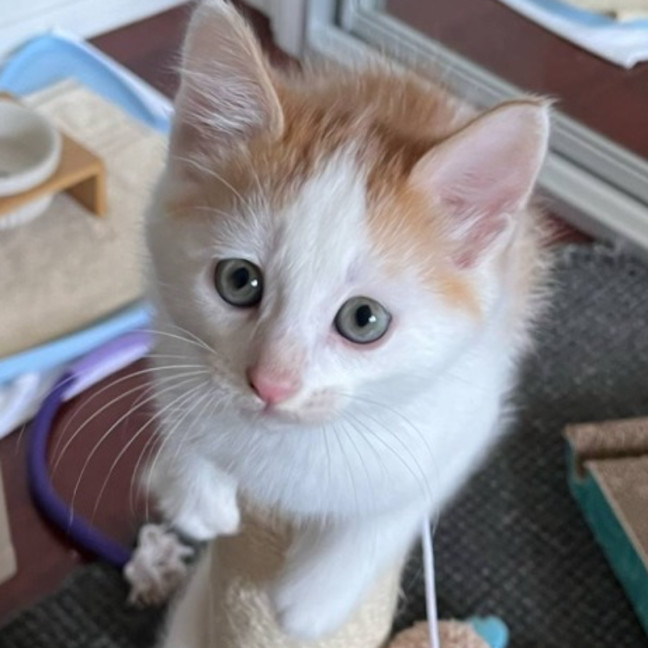 Photo of ⭐️ Dino ⭐️