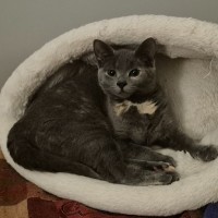 Photo of Schimmerfell ** 2nd Chance Cat Rescue**