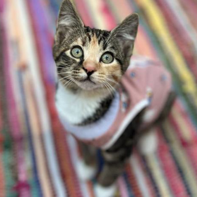 Photo of 🧡 Dory 🧡