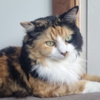 Photo of Puss & Boots.     Assisted Rehome