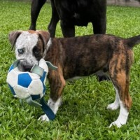 Photo of Pepper