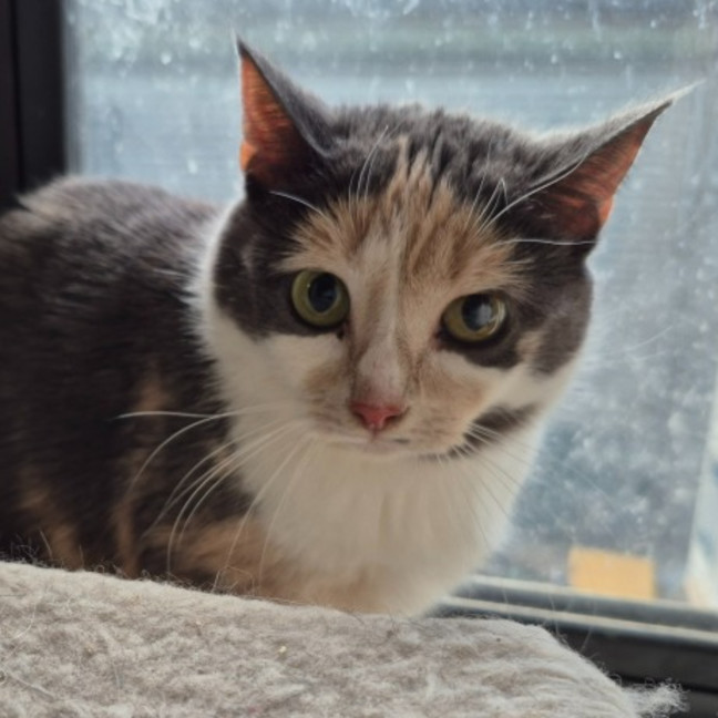 Photo of Claire **2nd Chance Cat Rescue**