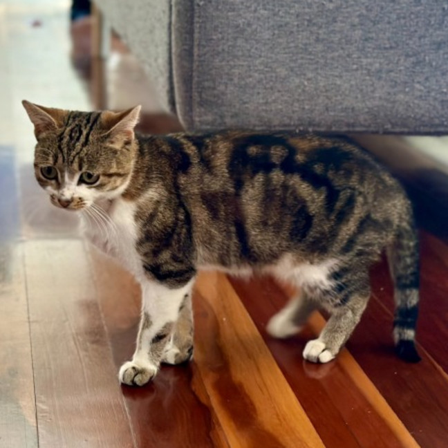 Photo of Zahrah **2nd Chance Cat Rescue**